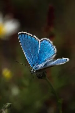 Gracefully fluttering through the air, a tiny blue butterfly dances with et.. Stock Photos