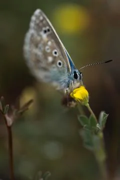 Gracefully fluttering through the air, a tiny blue butterfly dances with et.. Stock Photos