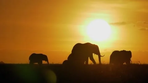 The gracefulness of elephants roaming peacefully at sunset Video stock 330055707
