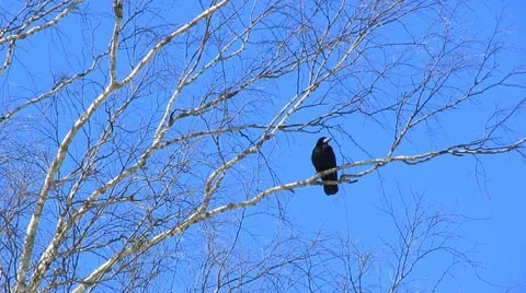 Grach Vídeo Stock 22424601