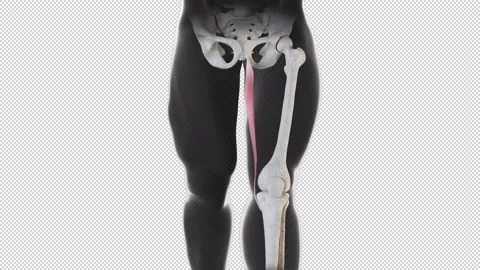 Gracilis  Muscle Movement Front View 스톡 동영상 304868648