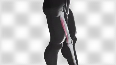 Gracilis Muscle Movement Side View Video stock 304868875
