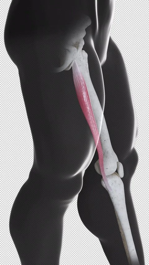 Gracilis  Muscle Movement Side View Vertical Video Stock Footage 304869032
