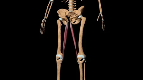 Gracilis Muscles on Skeleton 動画素材 128168434