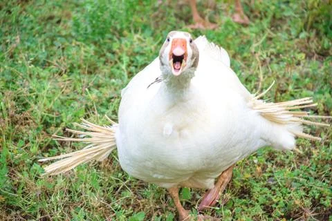 Graciosa y curiosa imagen de gansos blancos corriendo y defendiendo su honor y Stock Photos
