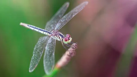 Gracious blue dragonfly on its perch, macro photo of this elegant Odonata Stock Photos
