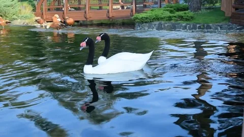 Gracious couple of two black necked swans in pond Stock Footage 71168053