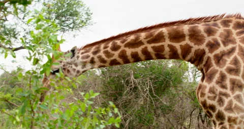 Gracious Giraffe Walking Through Savannah Medium Shot Kruger National Park Stock Footage 340398481