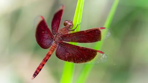 Gracious red dragonfly on a blade of grass, wings wide open, macro photo Stock Photos