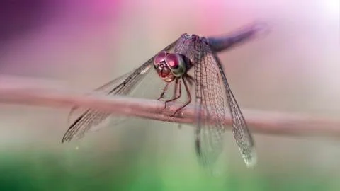 Gracious silver dragonfly on a branch, macro photo of this delicate Odonata Stock Photos