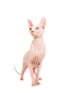 Gracious sphinx cat standing and looking up at an isolated background Stock Photos