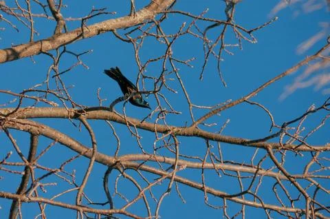 Grackle 2 Stock Photos