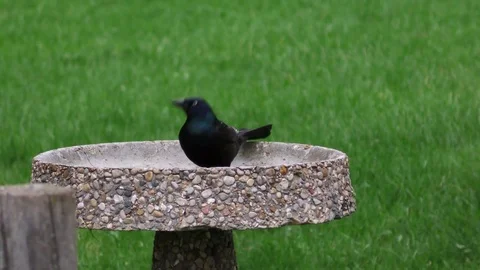 Grackle bathing in a bird bath Stock Footage 75657953
