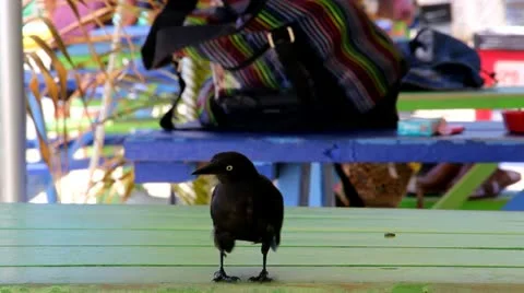 Grackle at Beach Stock Footage 12058405