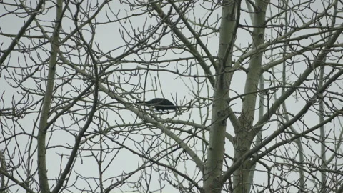 Grackle bird in bare tree branches at spring cloudy day Vidéo 275302439