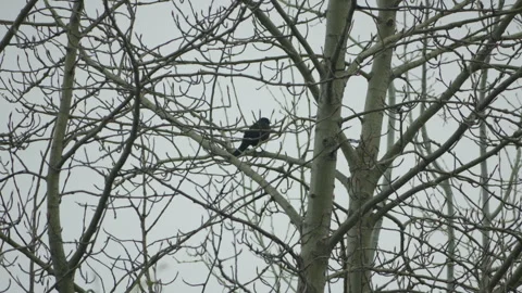 Grackle bird in bare tree branches at spring cloudy day Vidéo 275302514