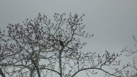 Grackle bird in bare tree branches at spring cloudy day Stock Footage 275302616