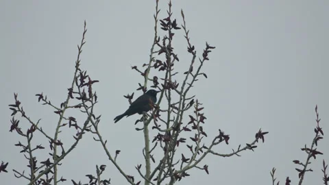 Grackle bird in bare tree branches at spring cloudy day Vidéo 275302618