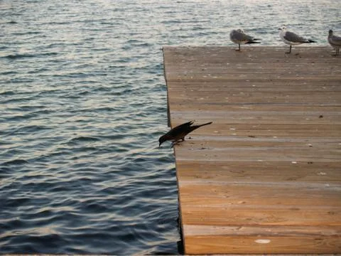Grackle Bird on a Dock Stock Photos