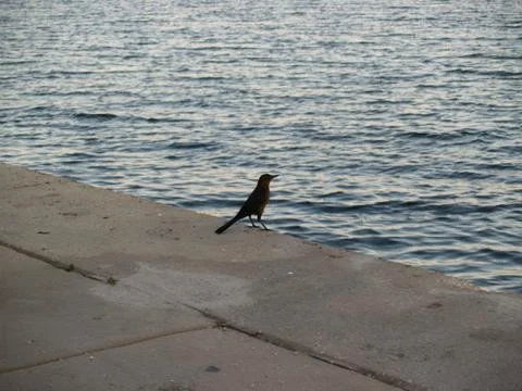 A Grackle Bird Stock Photos