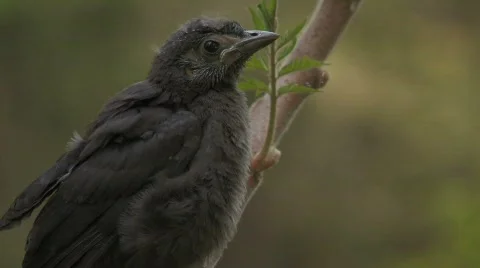 Grackle on a branch CU Stock Footage 512082