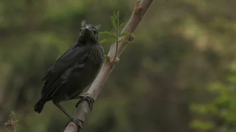 Grackle on a branch MS 2 Stock Footage 512076