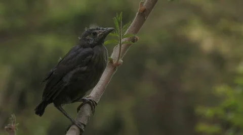 Grackle on a branch MS 3 Stock Footage 512066