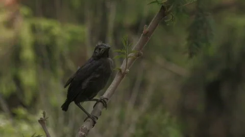 Grackle on branch MS Stock Footage 512055