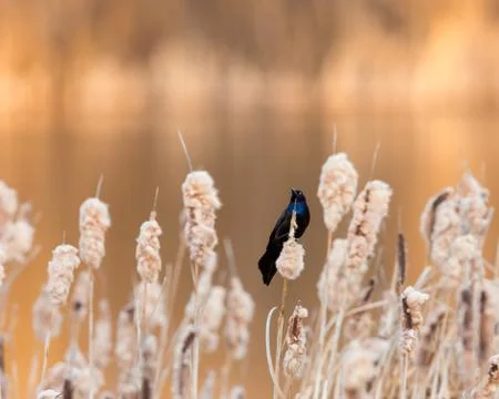 Grackle Dance Stock Photos