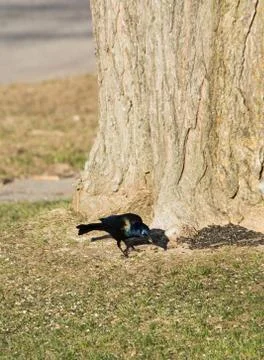 Grackle feeding Stock Photos