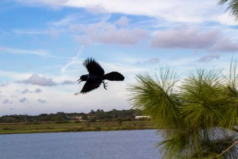Grackle In Flight Stock Photos