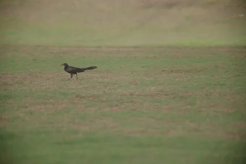 Grackle Stock Footage 278670916