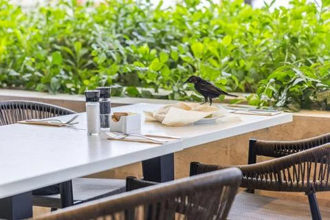Grackle on hotel restaurant table highlighting unsanitary dining conditions. Stock Photos