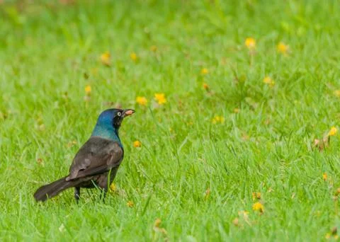 Grackle Stock Photos