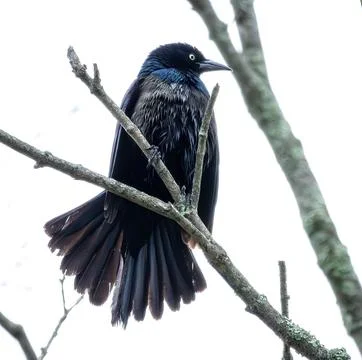 Grackle Stock Photos