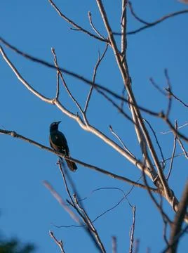 Grackle Stock Photos