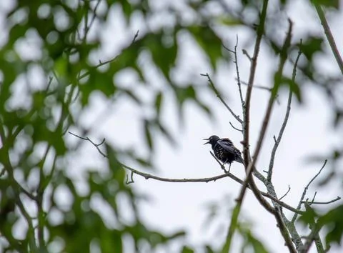 Grackle squawking at the rain Stock Photos