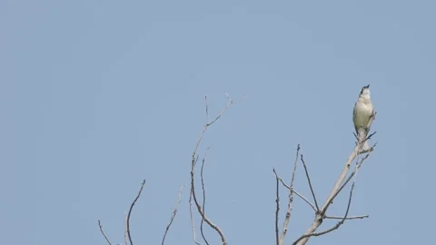 The grackle stands on the head of a dead branch and crows Stock Footage 241730259