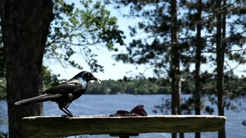 Grackle with a worm in its beak lands. Video stock 148675361