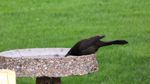Grackle2 Stock Footage 75693923