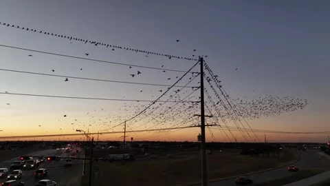 Grackles Flying in a Flock Sitting on a Wire Drone Aerial View Bryan Texas USA Stock Footage 335667533
