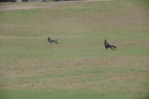 Grackles Stock Footage 278675259