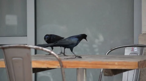 Grackles Having Lunch Stock Footage 61926339