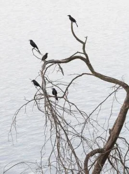 Grackles perched on dead tree overlooking water Stock Photos