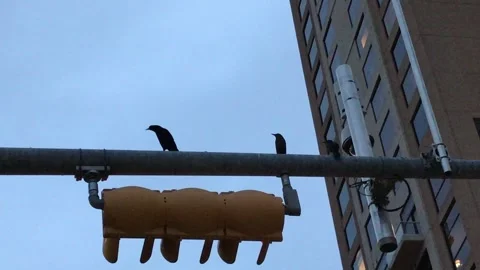 Grackles sitting and singing on a street light Stock Footage 336251433