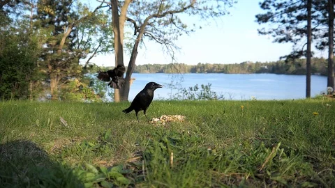 Gracle gets nuts from the lawn by a lake. Video stock 95916360