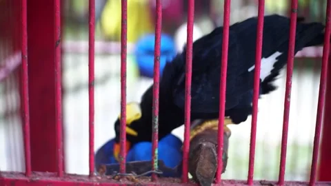 Gracula religiosa Stock Footage 229822166