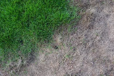 Gradation between green grass and brown grass Stock Photos