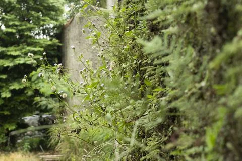 GRADE TREE Stock-Fotos