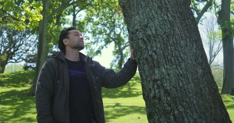 Graded C4K 120fps Man touching big tree looking up Stock Footage 136524140